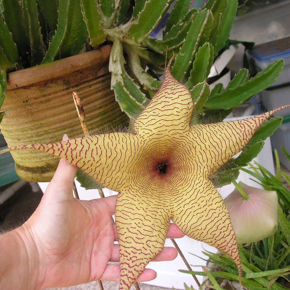 Star-Shaped Succulent - Stapelia Gigantea - Picture 3 of 11